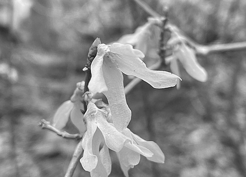 Arctigenin | This phytochemical in Arctium lappa blocks coronaviruses