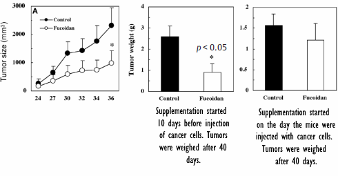 Fucoidan intensifies the attack of the immune system on cancer cells