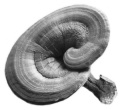 Fit athletes derive more benefit from testosterone boosters Cordyceps sinensis and Ganoderma lucidum