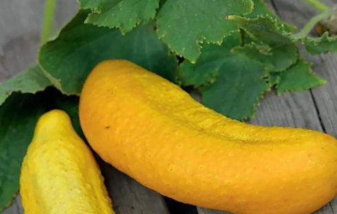 Supplementing with Q-actin, an extract from cucumbers, improves the function of worn and damaged joints. The main active ingredient in Q-actin is the iminosugar idoBR-1, which is also found in fresh cucumbers. Well... in some cucumbers.