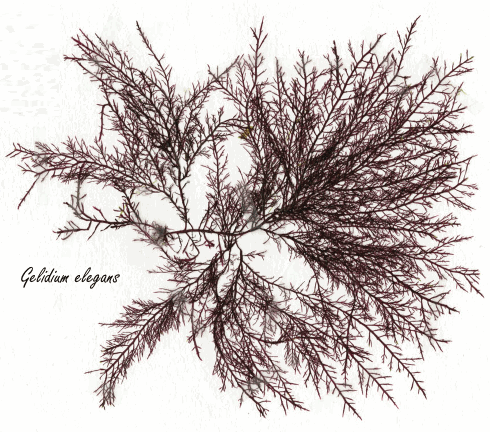 Gelidium elegans, the slimming algae