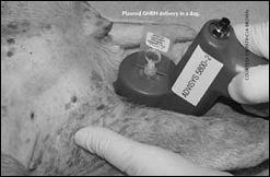 Try your vet for the GHRH gene shot