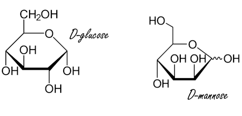 Mannose may inhibit prostate cancer | Animal data