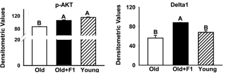 Three amino acids and selenium supplementation prevents age-related muscle breakdown