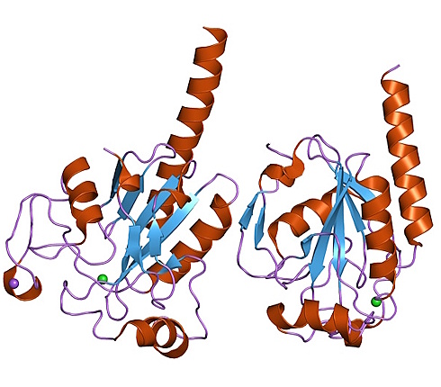 Getting enough selenium slows down the rate of your aging