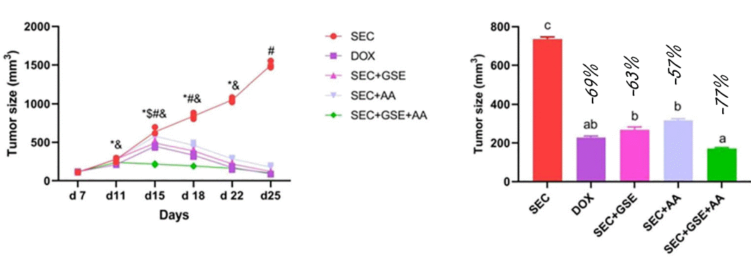 Combination of Vitamin C and Grape Seed Extract inhibits tumor growth just as well as doxorubicin | Animal study