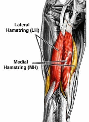 Hitting the hamstrings with leg curls yields more results than hitting them with deadlifts