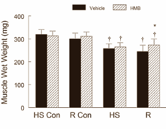 HMB slows down muscle loss if you're not training