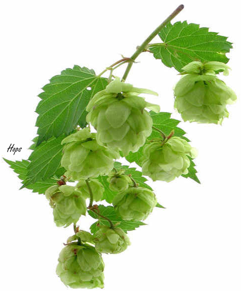 Xanthohumol, a life extender in hops and beer
