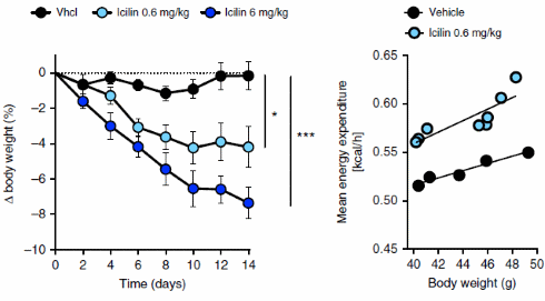 Simultaneous stimulation of the receptors for cold and nicotine causes fast fat loss