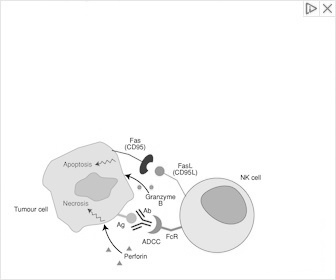 Immune System
