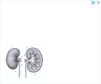 Kidneys