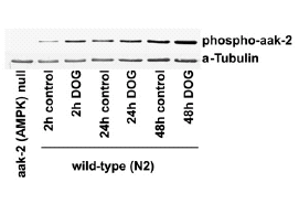 How a low-carb diet helps against aging