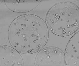 Medical scientists have done experiments on cells and experimental animals with a new technique that may be of interest for doping purposes. The researchers take hormone-producing cells, encapsulate them and then inject them into test animals. There the cells make, for example, testosterone.