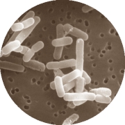 Supplementation with the - commercially available – beneficial bacteria Lactobacillus reuteri ATCC 6475 boosts testosterone synthesis and sperm production. Medical scientists at Massachusetts Institute of Technology (MIT) in Cambridge came to this conclusion after doing experiments with mice. The probiotic also makes mice slimmer.