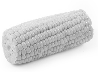 Is GM corn making Americans fat?