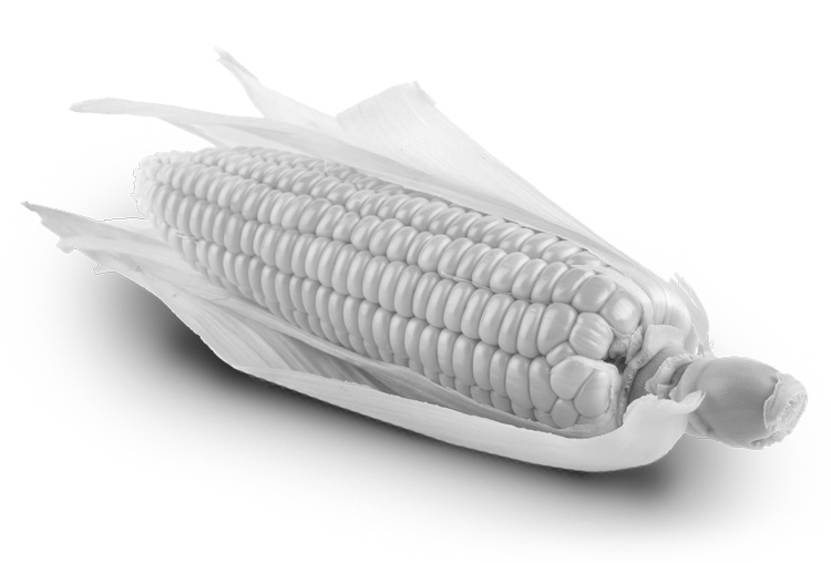 Is GM corn making Americans fat?