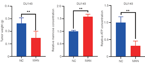 Mannose may inhibit prostate cancer | Animal data