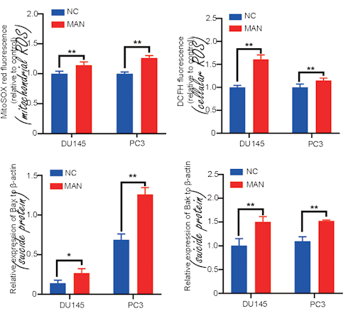 Mannose may inhibit prostate cancer | Animal data