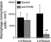 Can Echinacea help build muscles?