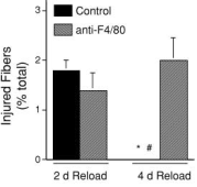 Can Echinacea help build muscles?