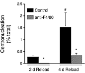 Can Echinacea help build muscles?