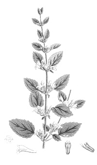 Animal study: combo Melissa officinalis and Passiflora caerulea inhibits stress-related cortisol