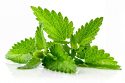 Mentha spicata extract fixes lapses in your memory