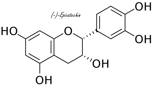 (-)-Epicatechin, an appetite suppressant from cocoa