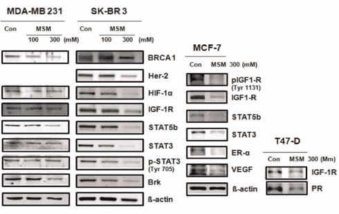 MSM, a muscle enhancer that sabotages cancer cells