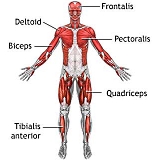 Muscles built up from a lot of reps last longer when training stops