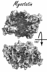 One dose of myostatin inhibitor bimagrumab results in permanent muscle mass increase