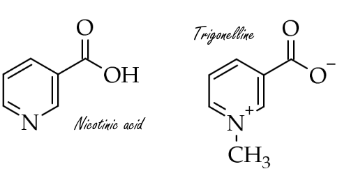 Trigonelline as a natural anabolic agent - also for young people