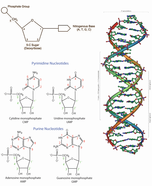 Brewer's yeast boosts endurance capacity