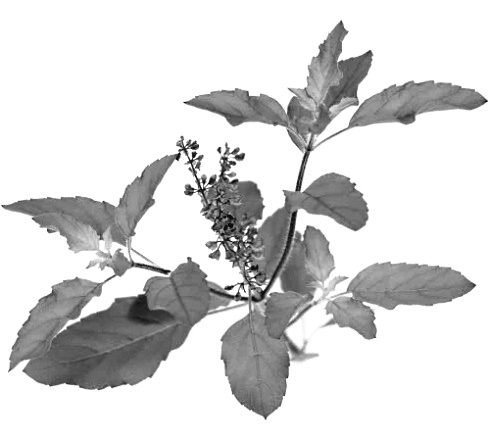 Testosterone levels go off the scale with holy basil