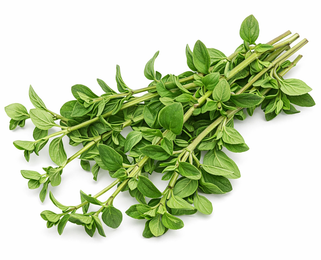 A daily cup of marjoram tea reduces Parkinson's symptoms