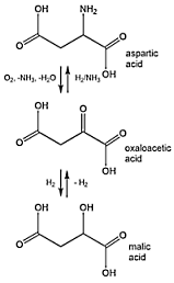 Delay aging without hunger with life extenders in green apples
