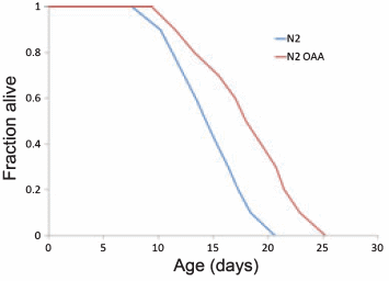 Delay aging without hunger with life extenders in green apples