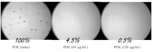 Oyster mushroom thwarts prostate cancer