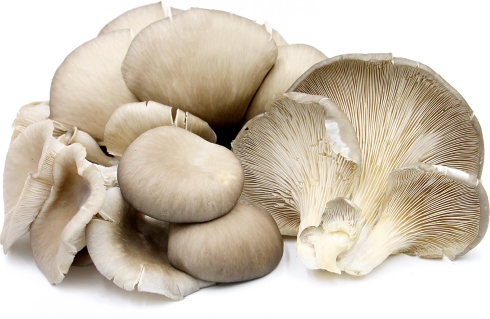 Oyster mushrooms keep athletes disease free