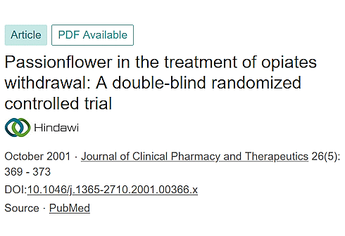 Passiflora incarnata makes breaking addiction to opiates more bearable