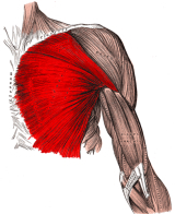 The optimal incline bench press | An EMG study