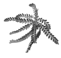 Phyllanthus amarus supplement protects against sore muscles