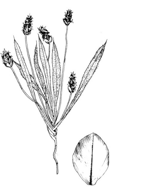 Weight loss through psyllium supplementation | Metastudy