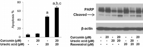 Curcumin and ursolic acid starve prostate cancer cells