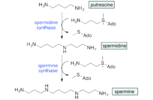 Dietary spermidine extends your lifespan (by maybe 6 years)