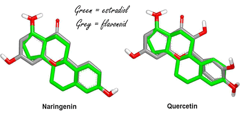 Quercetin, naringenin, naringin | These three flavonoids in citrus fruits are anti-estrogens