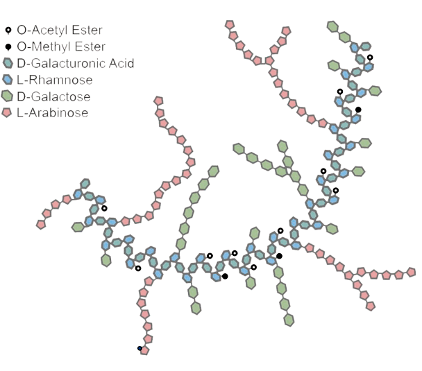 cRG-1, the antiviral pectin from carrots