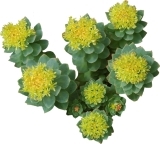Rhodiola rosea helps weekend athletes cross the finish line more quickly