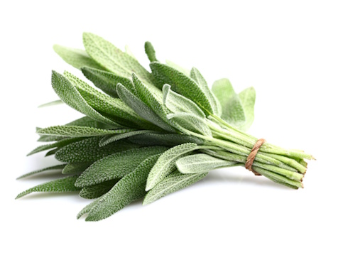 Oregano and sage strengthen innate immunity